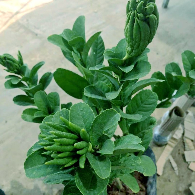 好货金华佛手 佛手橘带大果发室内观果植物 花卉盆景盆栽植物 佛