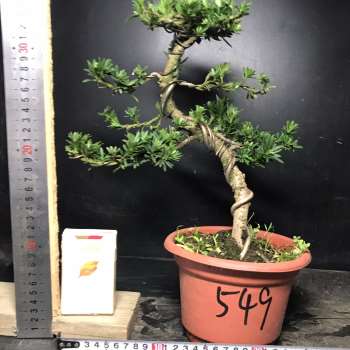 极速新一图一拍实生造型米叶罗汉松阳台庭院客厅盆景老桩迎客松常