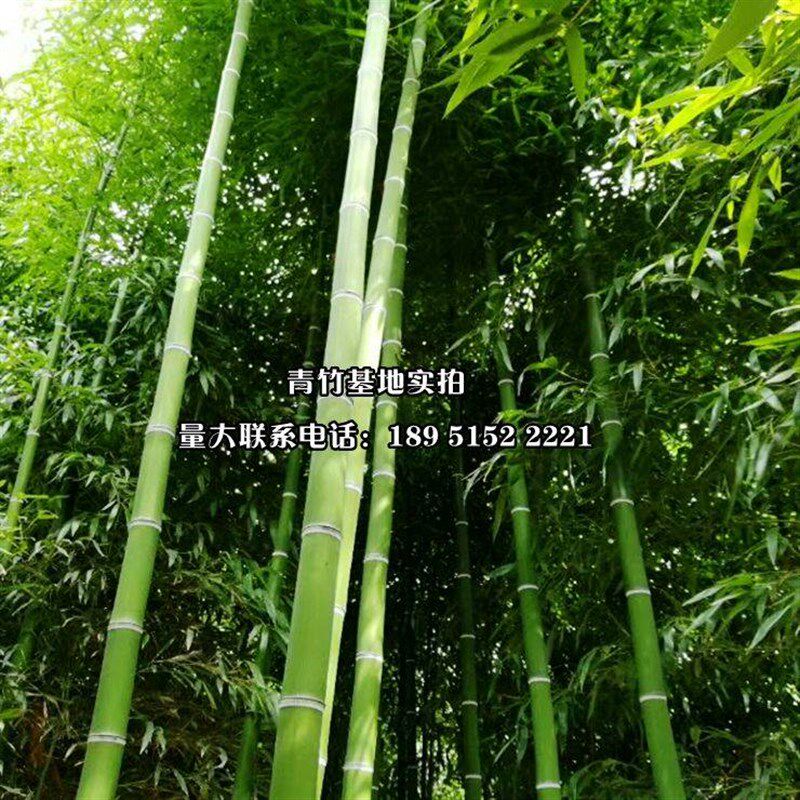 极速绿化苗木竹子苗 庭院绿化景观竹苗围墙植物紫竹 庭院竹苗四季