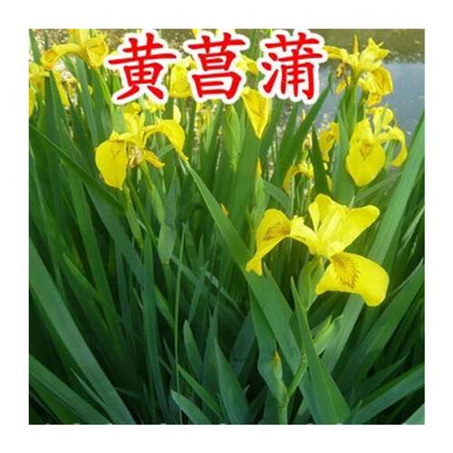 极速黄菖蒲黄花鸢尾水生花卉水草挺水植物鱼塘池塘绿化植物黄菖蒲