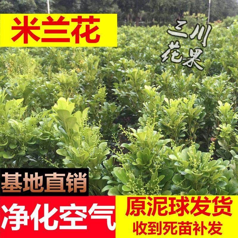极速四季开花米兰花盆栽绿植室内外植物花卉米兰花苗米兰盆栽米兰