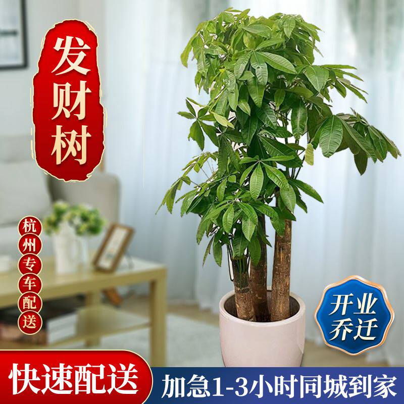 极速杭州发财树花卉盆绿植盆景开业乔迁送礼大型室内客厅居家新房