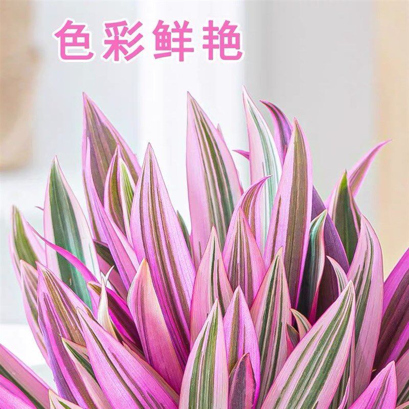 极速紫露兰水培盆栽植物花卉油画吊兰好养桌面办公室净化空气水养