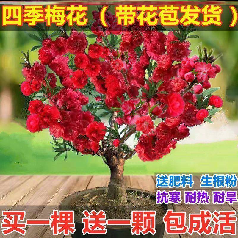 适合冬天种的花北方室外耐寒植物耐寒花耐冻盆景养绿植腊梅T