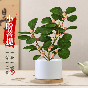 极速小盼菩提树盆栽带果植物室内花办公室绿植盆景客厅禅意摆件好