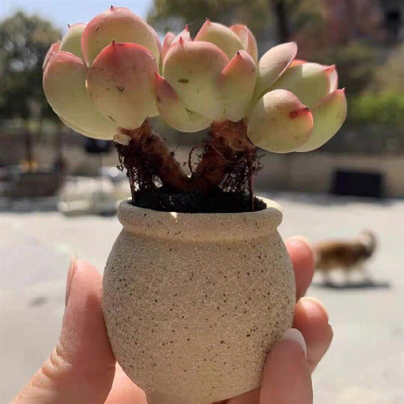 极速多肉拇指盆控形盆手绘素烧复古粗陶窑变陶瓷小盆特小号迷你花