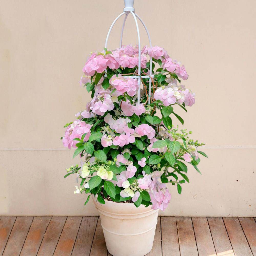 爬藤花卉白色粉色落跑新娘绣球花苗大花绣球无尽夏苗庭院花园阳台,鲜花速递/花卉仿真/绿植园艺,绣球/木绣球/木本植物,淘宝优惠券,粉丝福利购,淘宝优惠卷