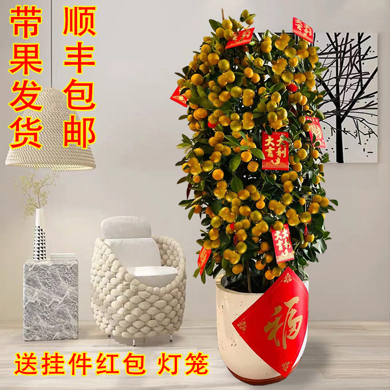 金桔树大型盆栽室内客厅阳台观果植物四季常青年桔开业送礼年宵绿