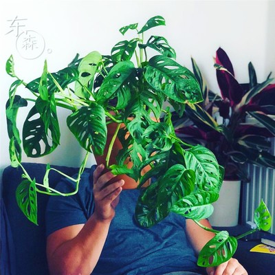 室内客厅桌面绿植盆栽四季常绿多年匍匐 仙洞龟背竹 洞洞芋可水培