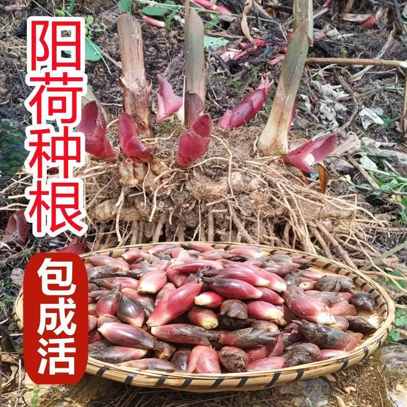 速发阳荷种根种苗洋火姜种子根四季盆栽蔬菜成活百分百现挖新鲜种