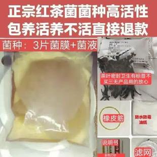 正宗红茶菌原种胃宝种子海宝菌活菌醋蛾子四季可食用养胃有教程
