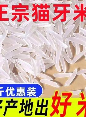 长粒香米正宗猫牙米晚稻新米5斤丝苗米煲仔蛋炒饭籼米油粘新大米