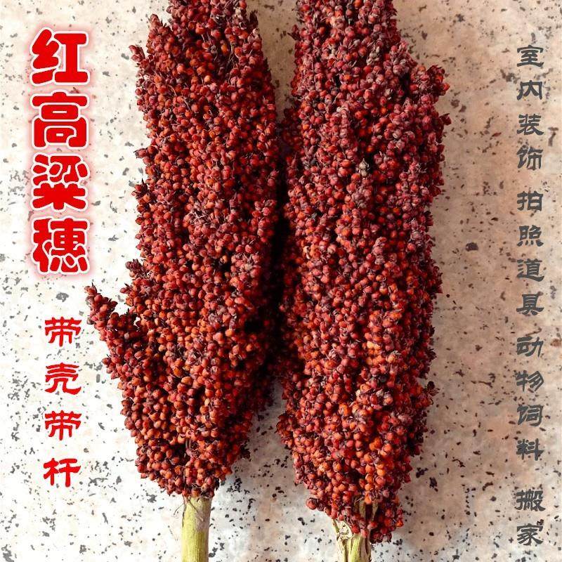 带壳红高粱穗子 整株高粱带杆带根鸟鼠粮高粱米结婚搬家干花穗,粮油调味/速食/干货/烘焙,特色米/面粉/杂粮,淘宝优惠券,粉丝福利购,淘宝优惠卷