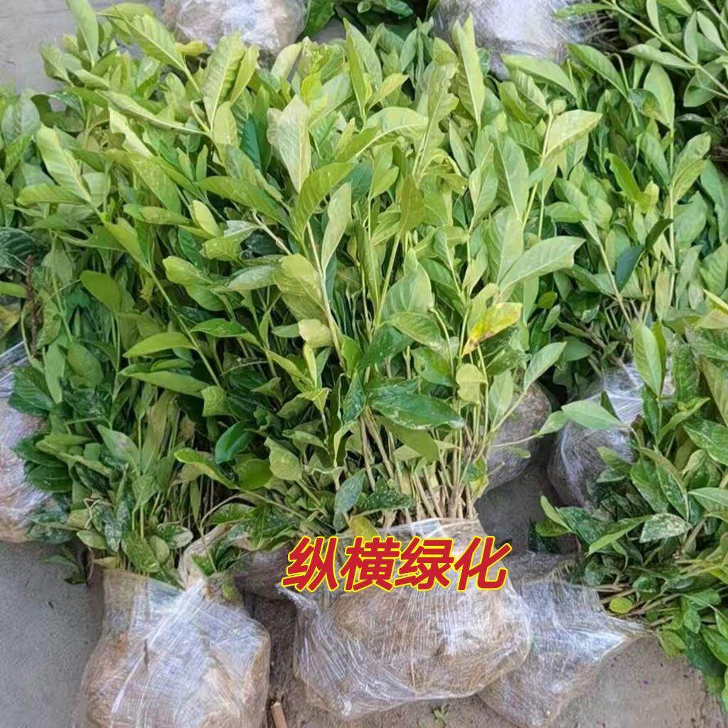 室内外盆栽重瓣大叶栀子花苗浓香型栀子 小叶栀子花 牡丹栀子花苗