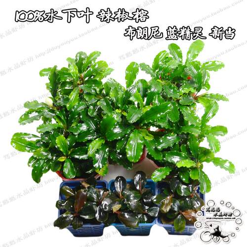 蓝精灵辣椒榕布朗尼前景水草鱼缸造景真水草活体水草水族新当造景