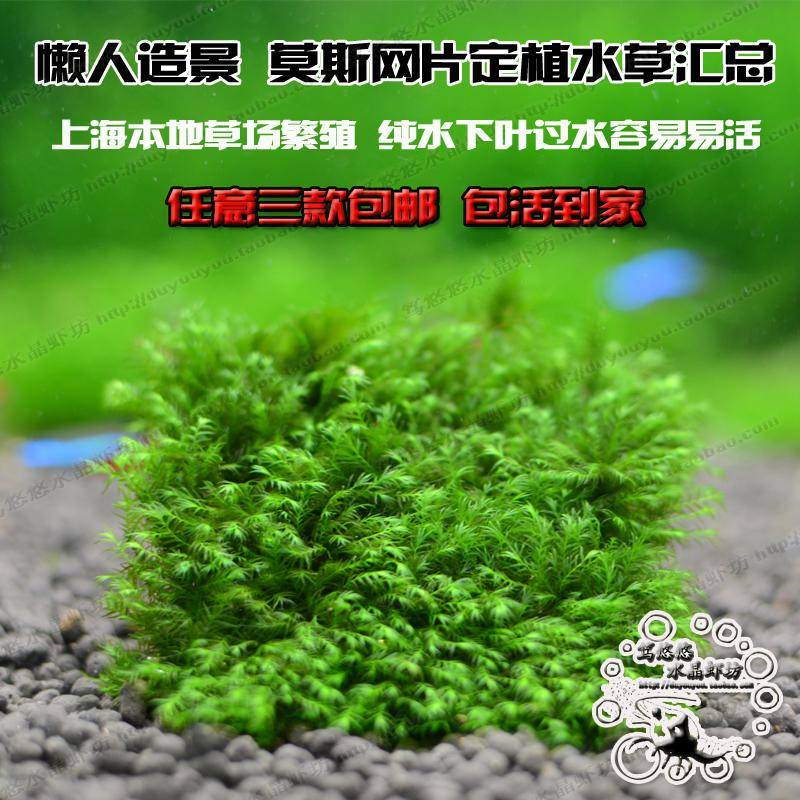 鱼缸草坪莫丝莫斯网片垂泪松茸珊瑚美凤三角莫斯水草前景草阴性草