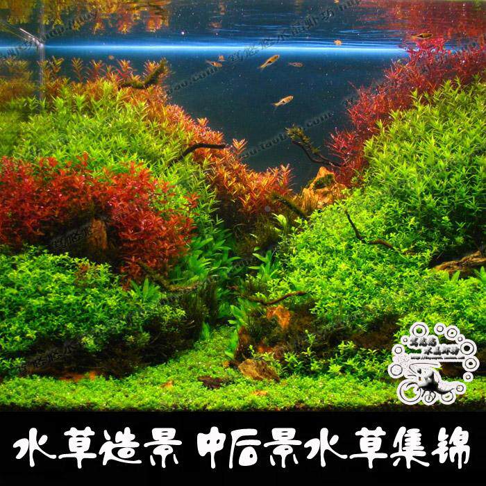 大宝塔血心兰迷你九冠绿虎耳红波宫廷中后景活体真水草造景水下叶