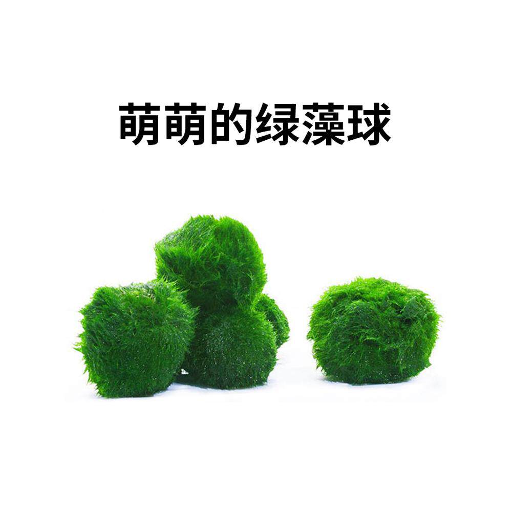 绿藻球水草鱼缸生态瓶微景观造景真水草阴性草水藻球绿澡球海藻球