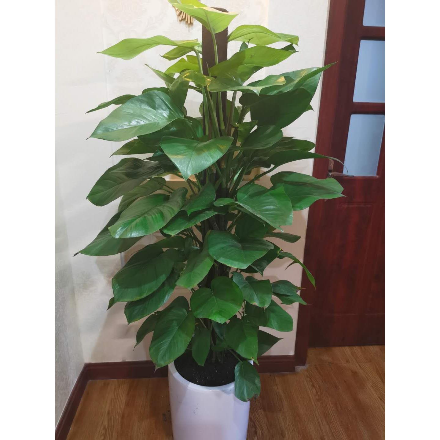 大叶绿萝柱客厅大型盆栽办公室内树桩绿植物吸除甲醛长藤绿箩苗