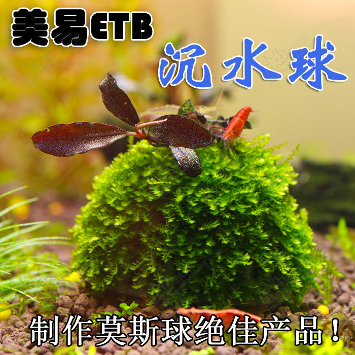 美易沉水球创意莫丝球水草种植盆繁殖罐含矿物质滤材造景鱼缸装饰