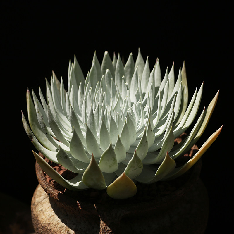 雪奴仙女杯包邮多肉植物老桩奴婢爱杜丽丝韩国贵u货御剑拇指多肉