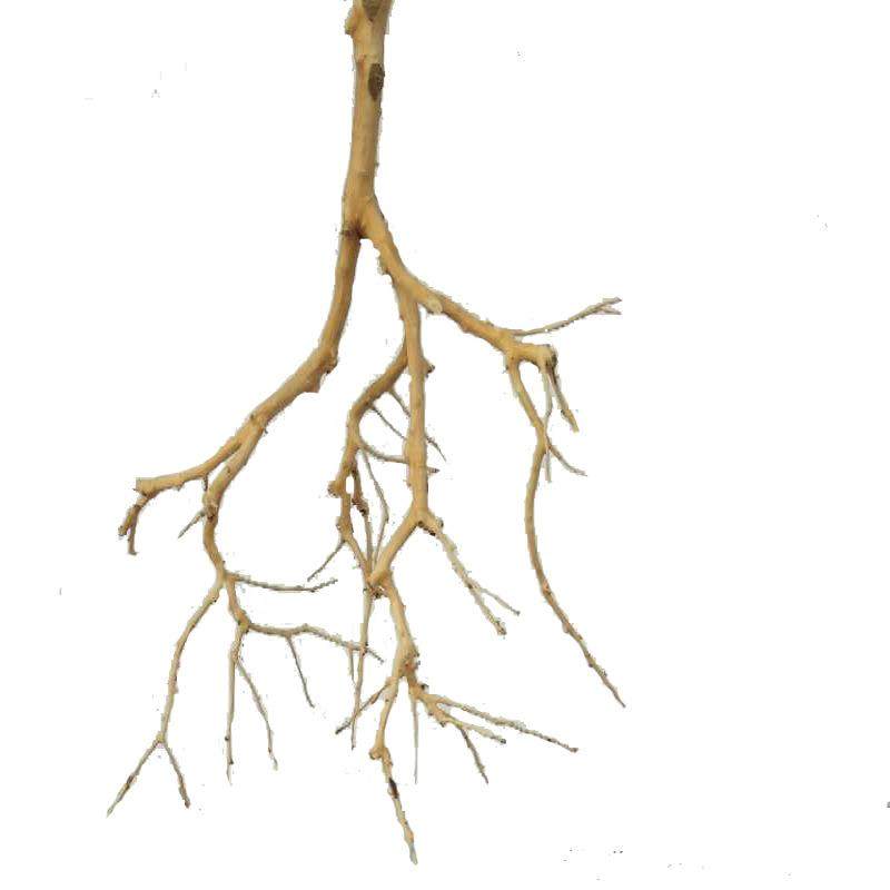 原木干树枝造景干枝装饰酒店枯枝设计真树枝墙面装饰吊灯树枝装饰,家居饰品,餐桌花艺,淘宝优惠券,粉丝福利购,淘宝优惠卷