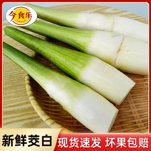 农家蔬菜茭瓜月子下奶农家自种 云南新鲜高山茭白当季 现摘现发
