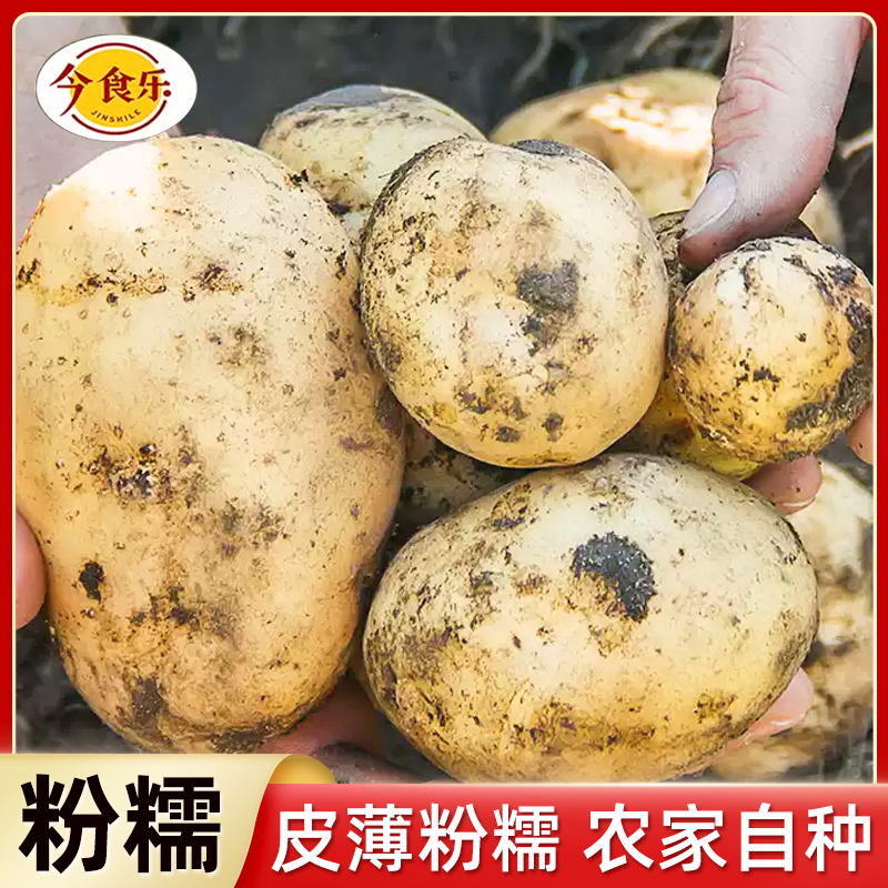 【正宗云南土豆】黄皮黄心现挖