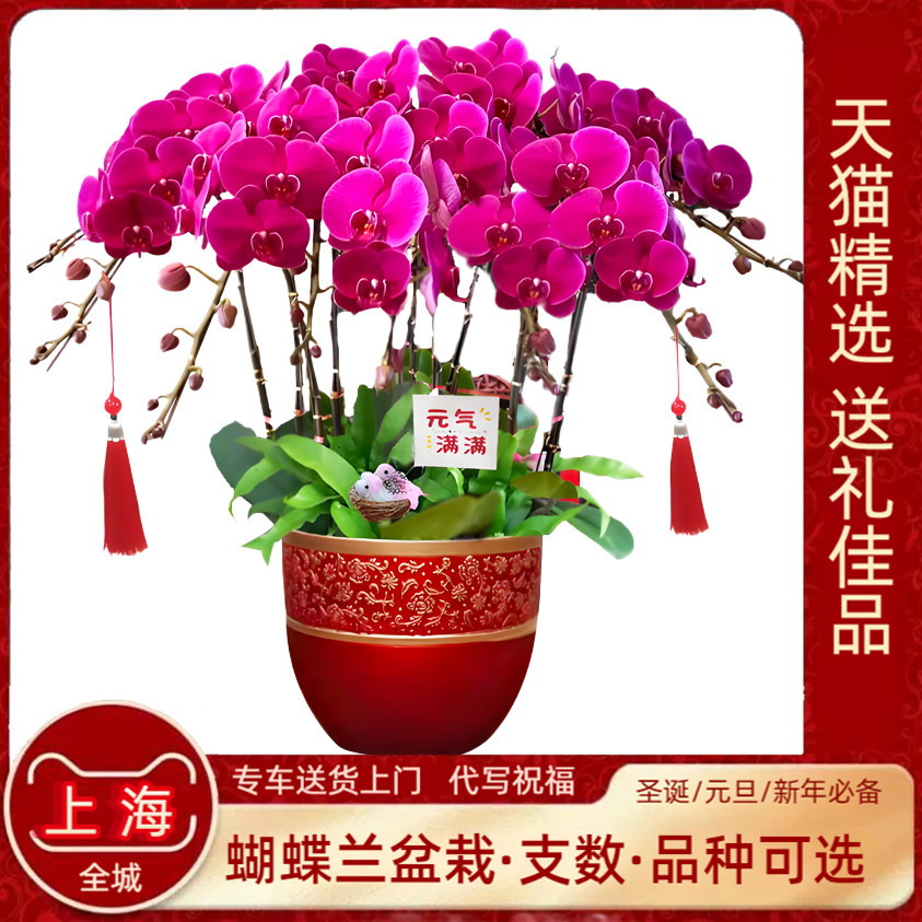 蝴蝶兰盆栽带花上海同城配送元旦年宵花开业乔迁庆典高档鲜花盆景
