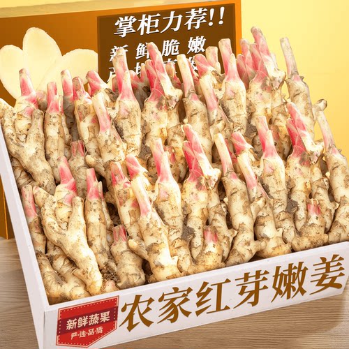 新鲜现挖红芽嫩姜！吃法多样新鲜