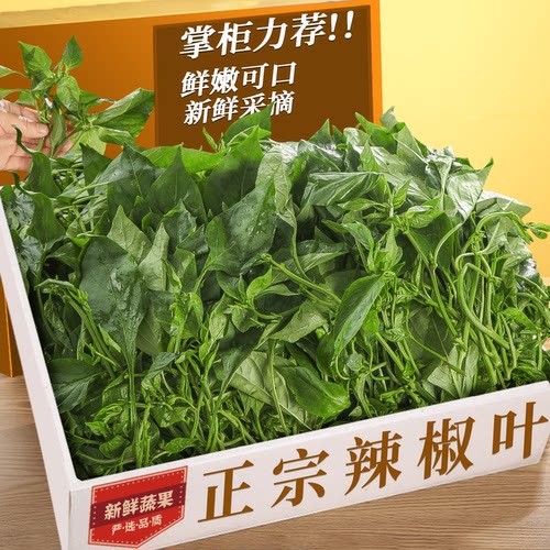 新鲜辣椒叶！鲜香味美丨产地直发