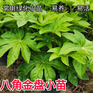 八角金盘树苗大庙小苗八爪工程绿化盆栽驱吸甲酸盆栽庭院耐阴耐寒