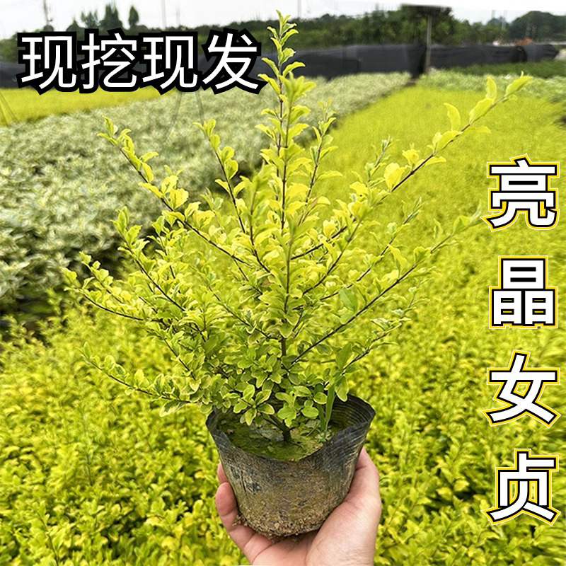 女贞工程绿化盆栽四季常青易养活