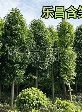 乐昌含笑树苗南方四季常青