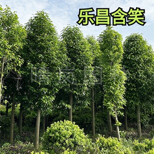 乐昌含笑树苗深山含笑大树工程苗南方白兰花苗景烈名贵树四季常青