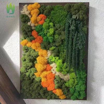 鹿角藓植被藓永生苔藓植物墙造景青苔真花艺材料仿真景观干花装饰