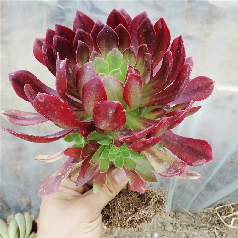 法师多肉韶羞老桩铜壶黑法师x巨型植物多头红覆轮三仙缀化一拍一