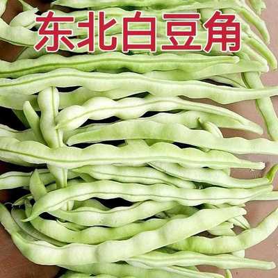 东北农家白大架白豆角白架豆白不老扁豆芸豆现摘新鲜蔬菜5斤包邮