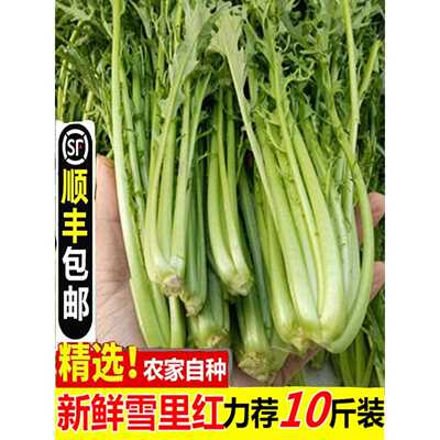 【顺丰包邮】10斤农家新鲜雪里红 雪菜 现摘雪里蕻雪里翁腌制蔬菜