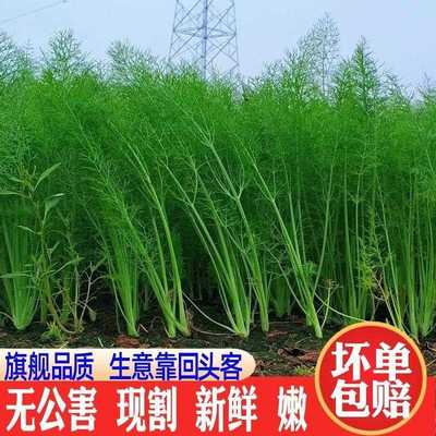 小茴香菜新鲜时令蔬菜农家嫩茴香苗大茴香