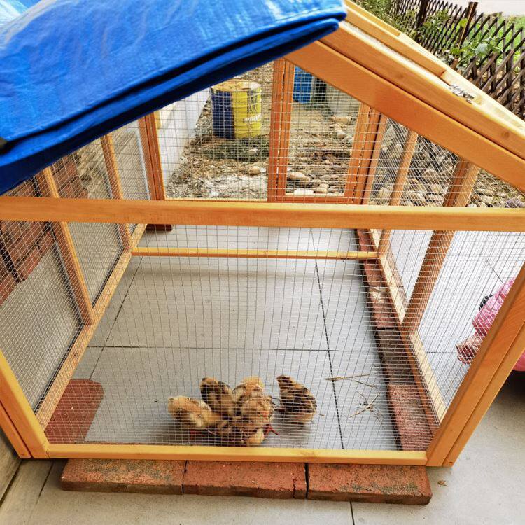 鸡笼跑笼木制鸡笼子鸡窝猫别墅鸡舍兔窝鸭笼特大宠物笼家用大号户