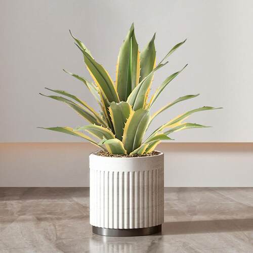 新品手感材料真金边龙舌兰沙生植物造景仿真绿植盆栽植物