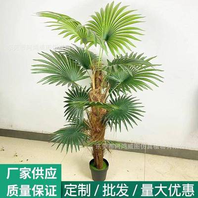 单杆蒲葵树扇葵树真棕毛树皮针葵树软装绿植造景装饰橱窗布局摆件