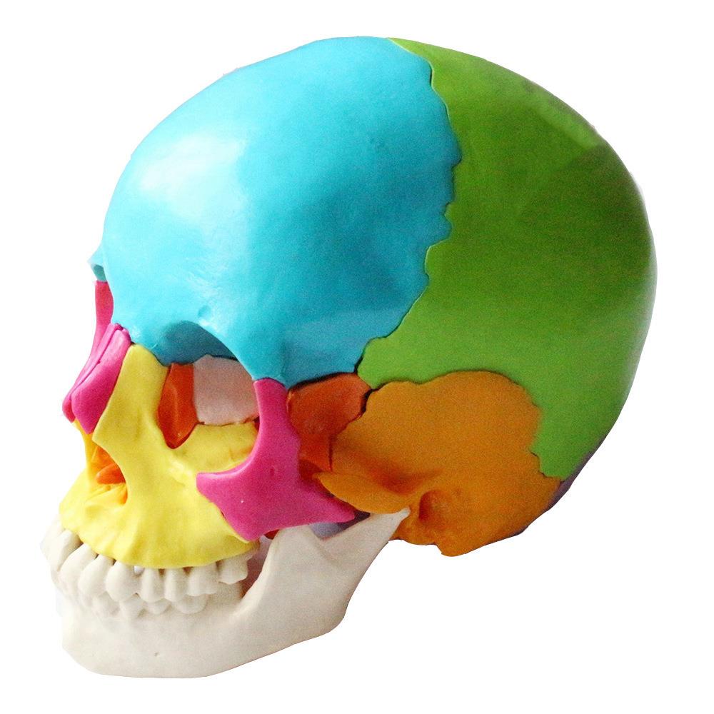 彩色可分解头骷髅头颅骨颅模型可拆分22部分头骨模型教学演示、展