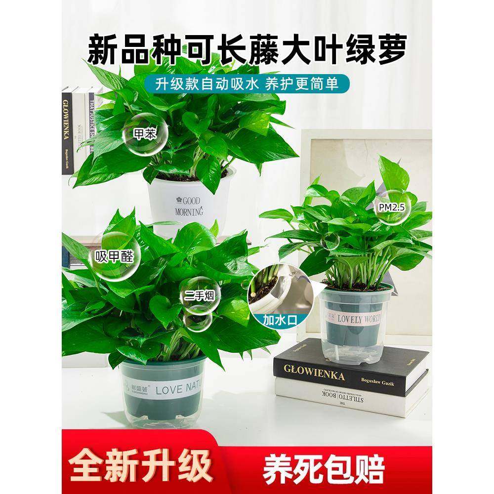 绿萝盆栽花卉植物室内吸甲醛净化空气长藤垂吊兰大盆绿箩水培绿植,农机/农具/农膜,其它农用工具,淘宝优惠券,粉丝福利购,淘宝优惠卷