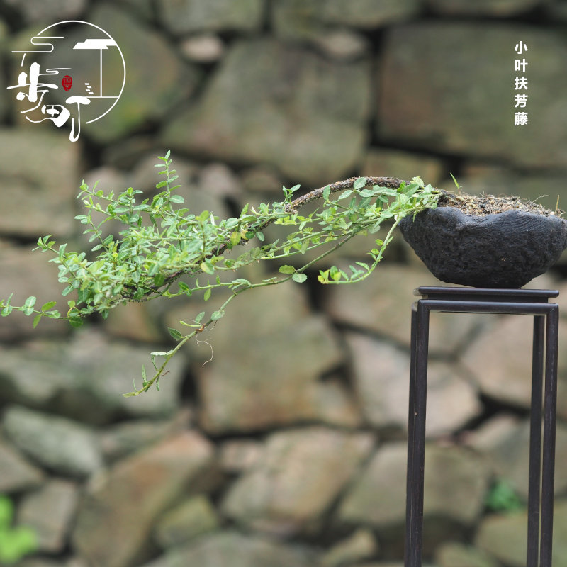 推荐小叶扶芳藤老桩造型b盆栽耐寒爬藤观叶一物一拍