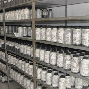 平菇姬菇秀珍菇食用菌种原种蘑菇生产生料熟料种栽培种母种玉米芯