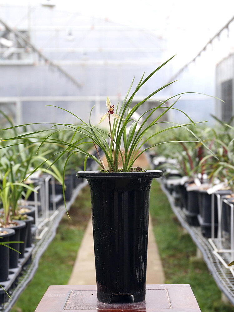 红满天 细叶矮种莲瓣兰红花铭品 浓香花卉绿植室内盆景南靖兰花苗