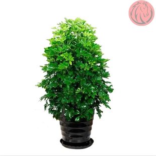 Bonsai plants indoor four seasons evergreen real flower plan