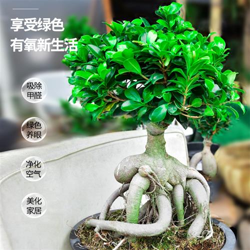 榕树盆景人参榕金钱榕小叶老桩特大S型趣味绿植室内庭院造型盆栽